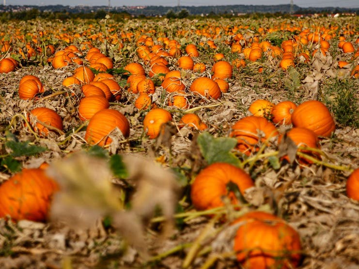 Joan's Farm Pumpkin Patch & Kids' Fun 2023: Livermore