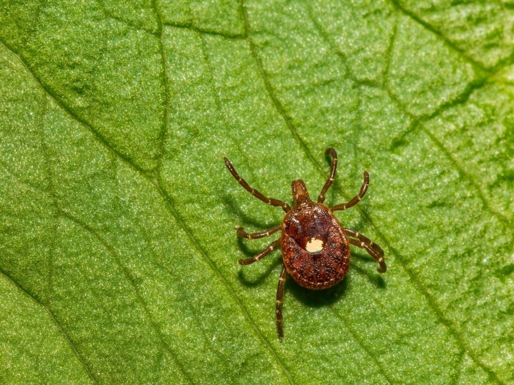 The lone star tick, which has been linked to a mysterious meat allergy, is becoming more common in New Jersey. 