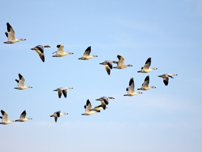 Happy Reunion For Mother Goose And Baby Goslings