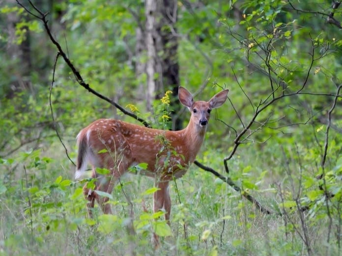 Essex County Cancels 2022 Deer Cull Due To Coronavirus