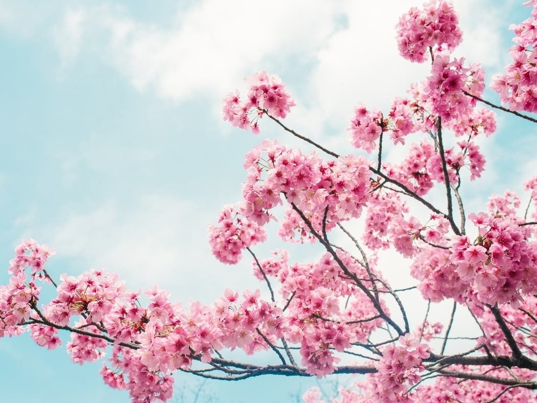 The Essex County Cherry Blossom Festival is returning for 2022, organizers recently announced.