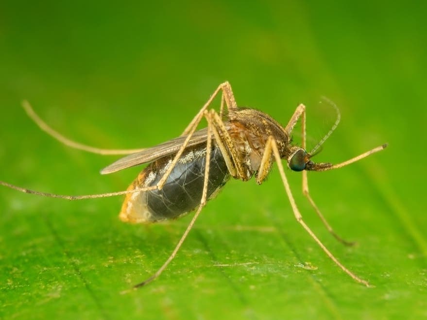 Mosquito Spraying Scheduled In Essex County Along Passaic River