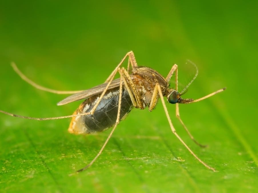 The Norristown area will be sprayed to control the mosquito population on Tuesday night.