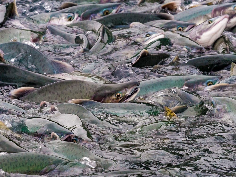 How A Federal Agency Is Contributing To Salmon's Decline In The Northwest