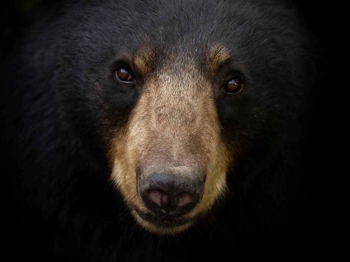 Bear Spotted Near Entrance To Stop And Shop In Litchfield: Report