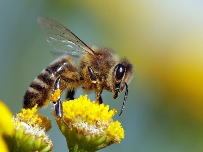 Do you know your bees? Here's a guide to the ones buzzing around in Wisconsin.