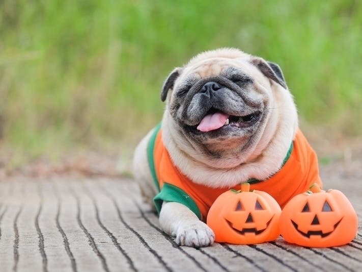 PetSmart's "Treat Your Boo" Halloween party will be Saturday, October 26 from noon to 2 p.m.