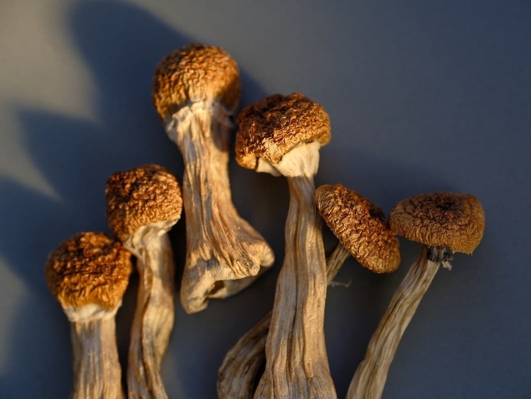 An effort to legalize psychedelic mushrooms in Massachusetts might be on the ballot in 2024, but there are also bills simmering in the state Legislature.