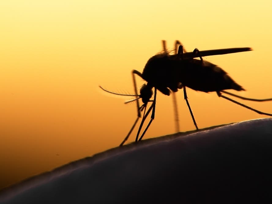 Mosquito spraying will happen four times in Shrewsbury in August.