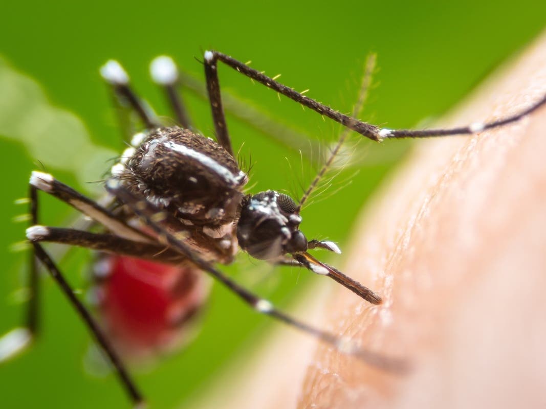 More Mosquitoes In Worcester Test Positive For West Nile: State