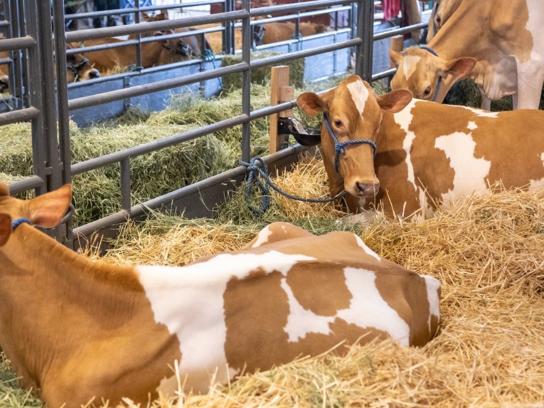 Alongside food, rides and music, the Bolton Fair offers agricultural events like tractor pulls and livestock shows.