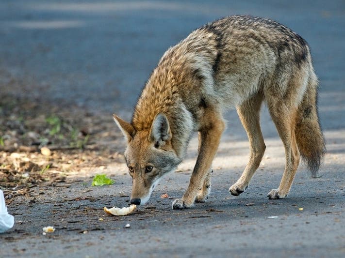 JBLM Issues Warning For Contacting Wildlife On-Base