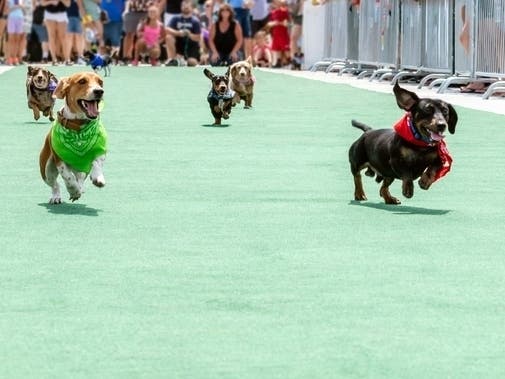 Wiener Dog Race Returns To Downtown Mooresville For 2021