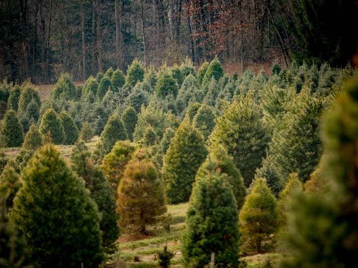 Now that Thanksgiving has come and gone, for many it's time to find a holiday tree.
