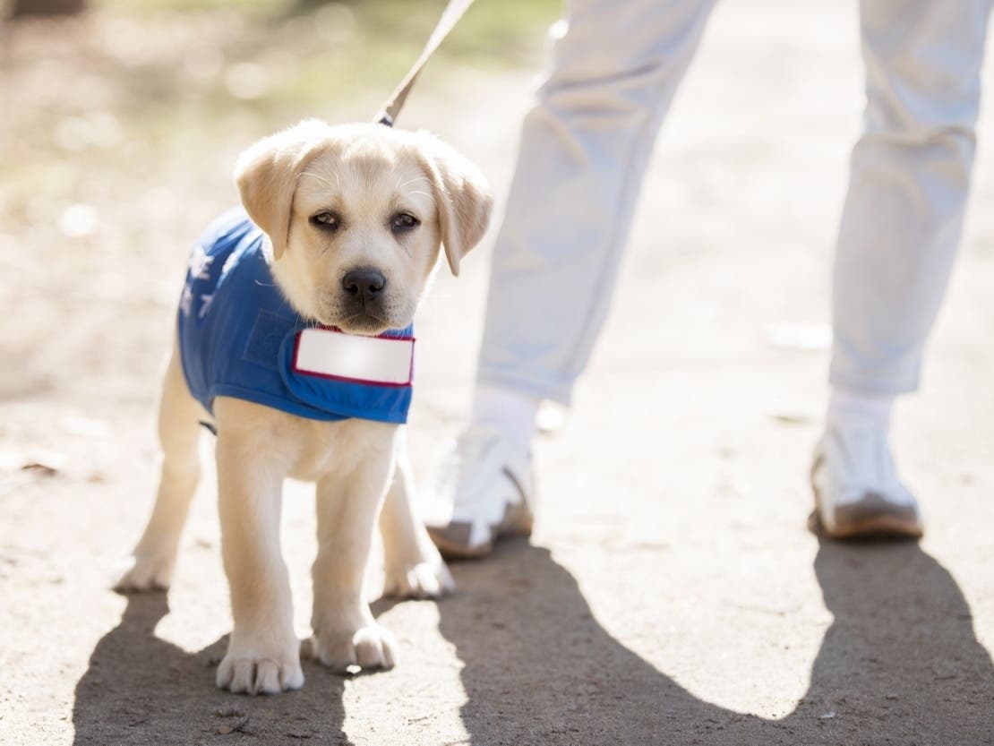 Paws in the Park is scheduled for October in Alexandria's Oronoco Bay Park, featuring vendors, food and drinks, adoptable pets and entertainment. 