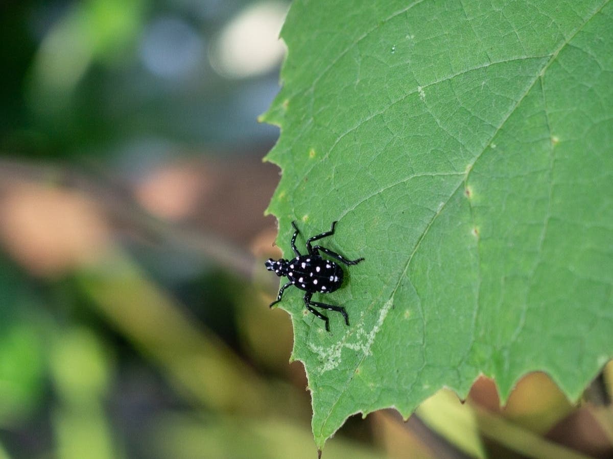 The new Scrape for the Grape event will help remove spotted lanternfly egg masses at wineries and other problem locations with the invasive insect in Loudoun County. Pictured is a spotted lanternfly nymph on a grape leave in Berks County, Pennsylvania. 