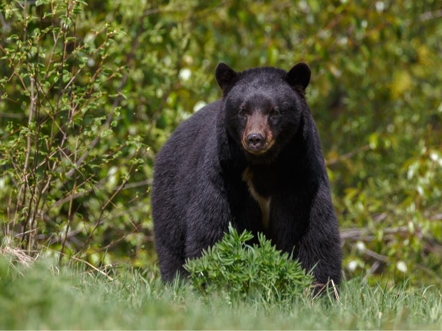 A man notified Virginia State Police that he struck and killed a bear while driving Saturday on northbound I-395 near the Pentagon City exit. 