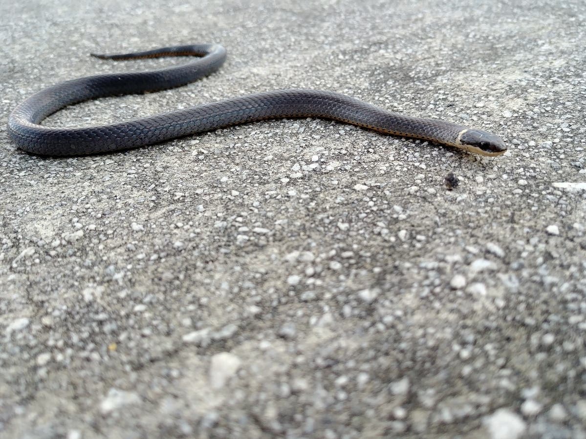 A four-foot snake was found in books at a Goodwill store in Stafford, the sheriff said. An officer charmed the reptile and released it. A species was not specified although it was likely local to the area; this is a photo of a Northern ringneck snake.