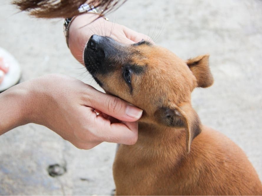 Loudoun County Animal Services will host Clear the Shelters with fee-free adoptions from Aug. 17 to 25.