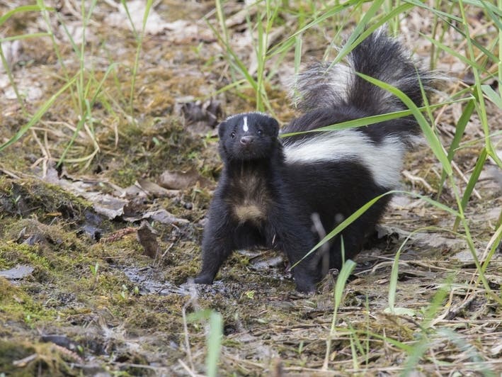 2 Skunks Test Positive For Rabies In Boulder County