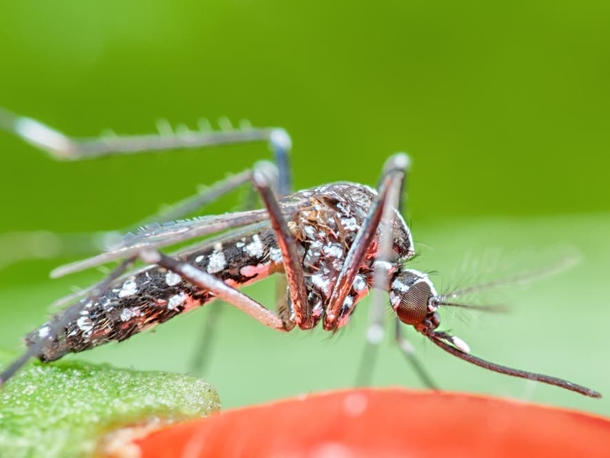 West Nile virus has been detected in Connecticut every year since 1999 and is the most prevalent mosquito-borne disease in the US.