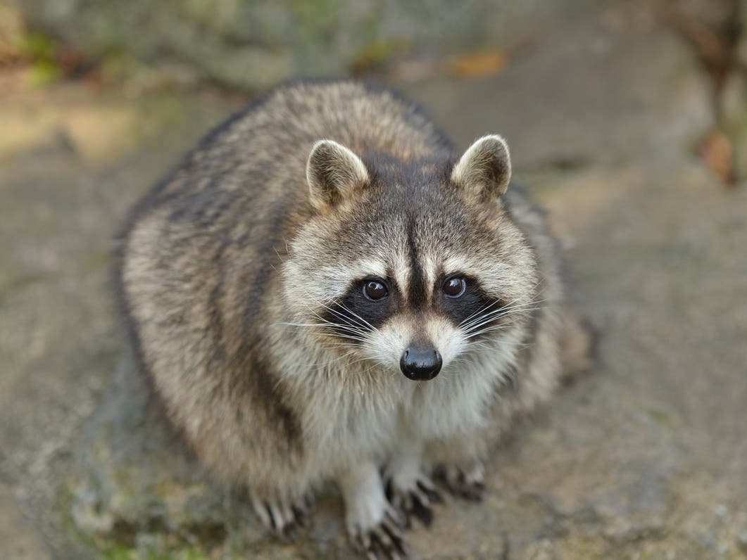 If you see a raccoon acting strangely, report it to North Kingstown Animal Control by calling 401-294-3316, extension 8251.