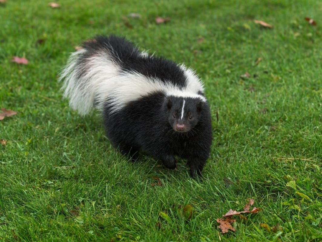 A Gloucester Township resident's dogs were placed under quarantine after exposure to a rabid skunk.