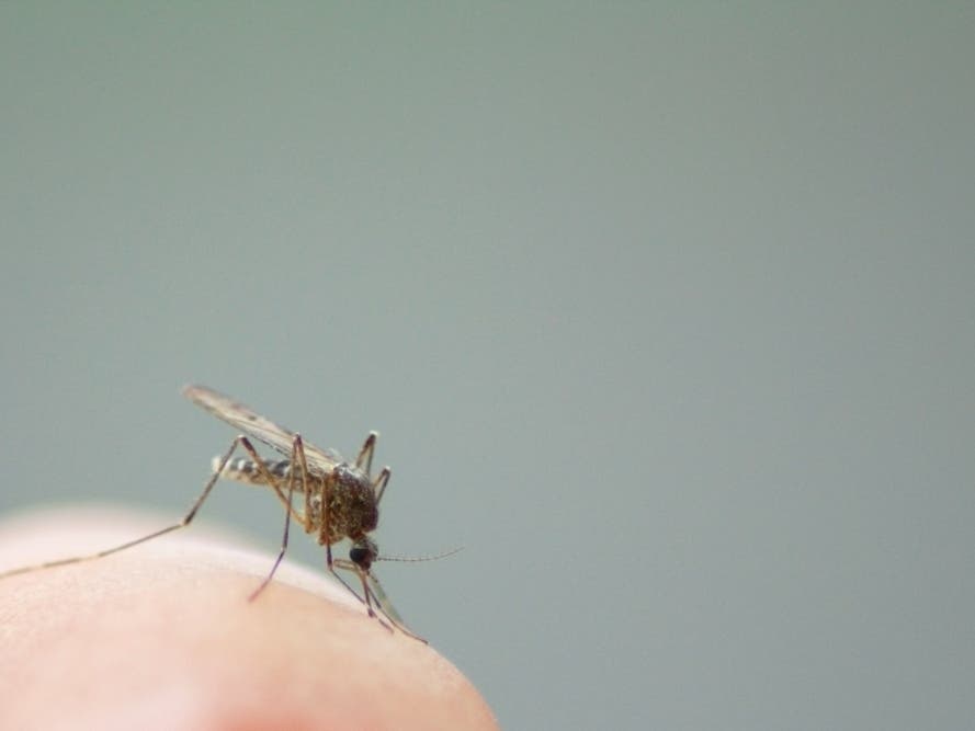 Mosquito Spraying Planned For Thursday In Bowie