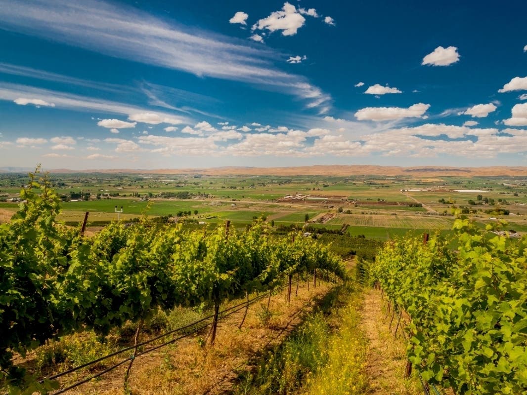 The Washington State Wine Commission released its annual harvest report Thursday, detailing the mixed impacts of 2021's historically hot summer.