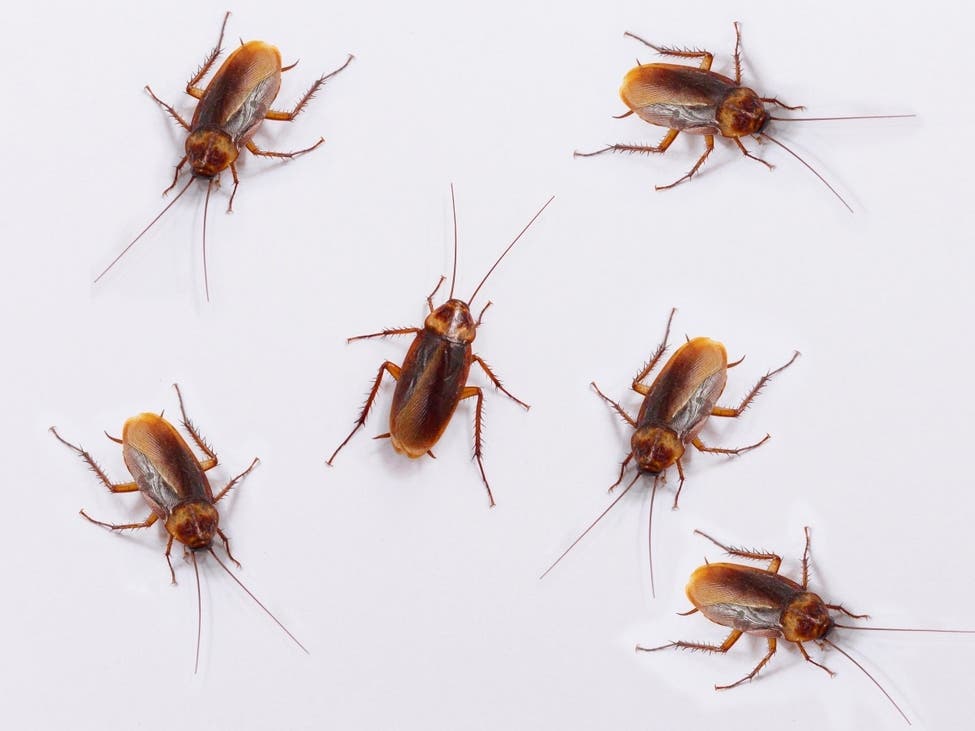 Pest Control Company Will Pay You $2K To Release Roaches In Your Home