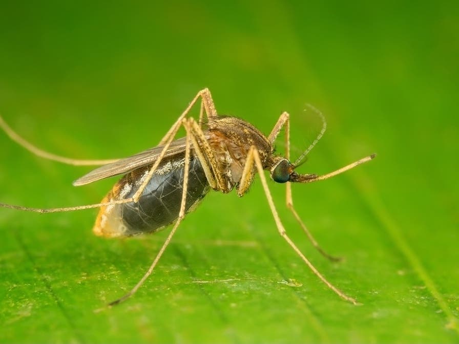 West Nile Virus In DeKalb County: Health Officials Warn Residents