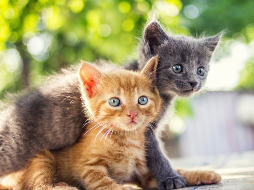 Patch invites cat ladies in Fairfax City to submit a picture of their favorite feline for our National Cat Lady Day photo gallery.