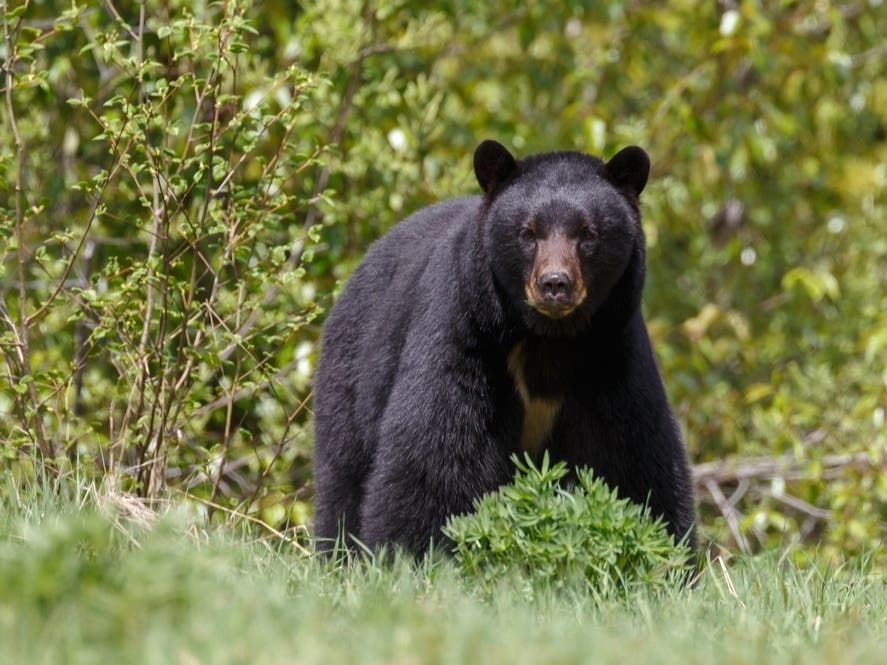 Bear Killed In Hit And Run Crash On I-395 Near Pentagon City: Police