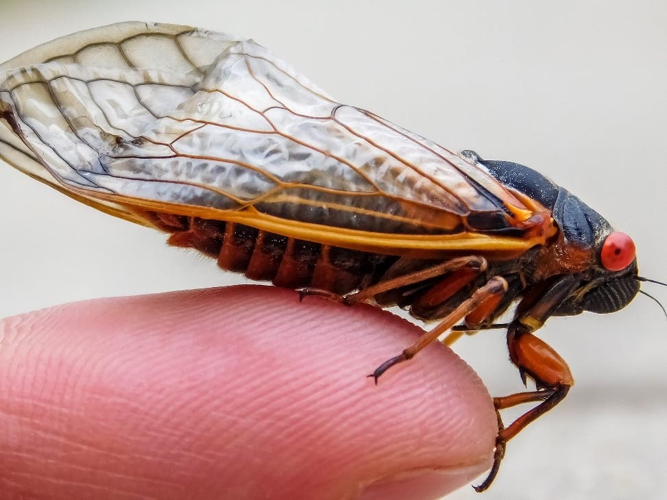  Bugging Out: Billions Of Cicadas From 2 Broods To Arrive In IL