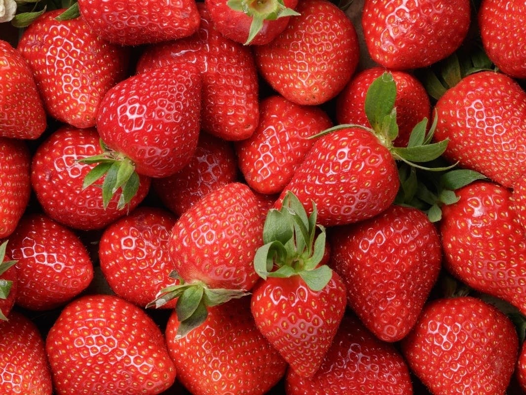 The Strawberry Festival will be the first of Saint Barnabas’s “Summer at StB’s” free entertainment for Falmouth residents and visitors this summer. The ever-popular Lobster on the Lawn music series will follow it.