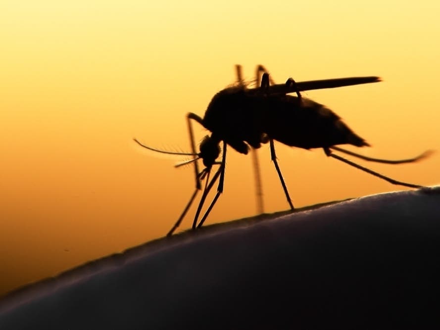 Braintree Health Department Offers Mosquito Tips