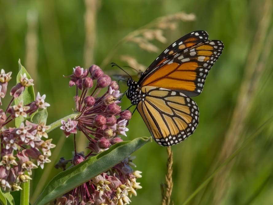 Braintree Joins National Wildlife Foundation Pledge