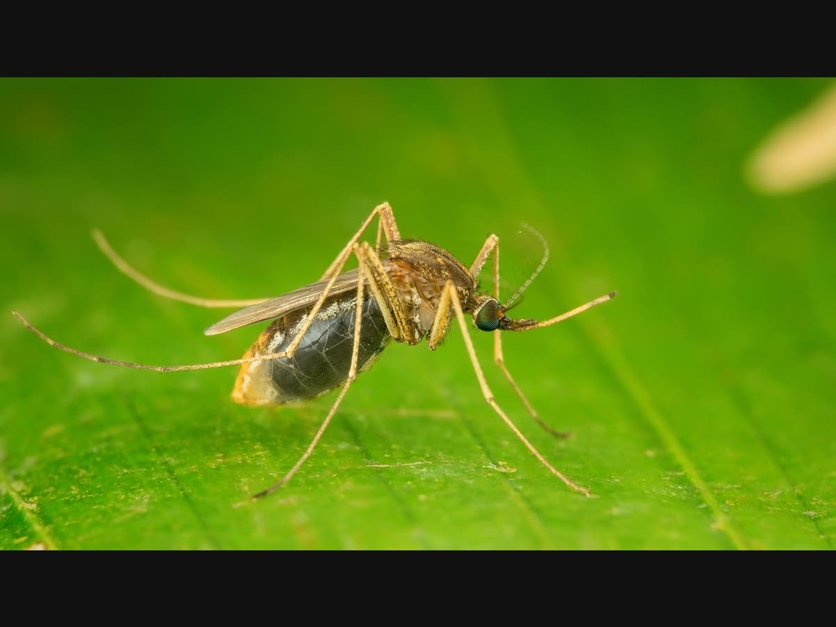 The county Mosquito Control Commission conducted ULV spraying operations Friday morning. See where the treated areas are near you: 