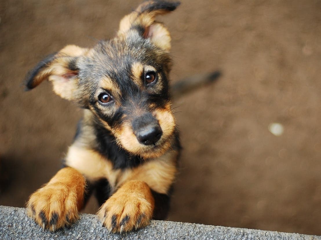 Jersey Shore Animal Center in Brick is a place where you can adopt a pet, volunteer, or donate to support those who care for homeless pets. 