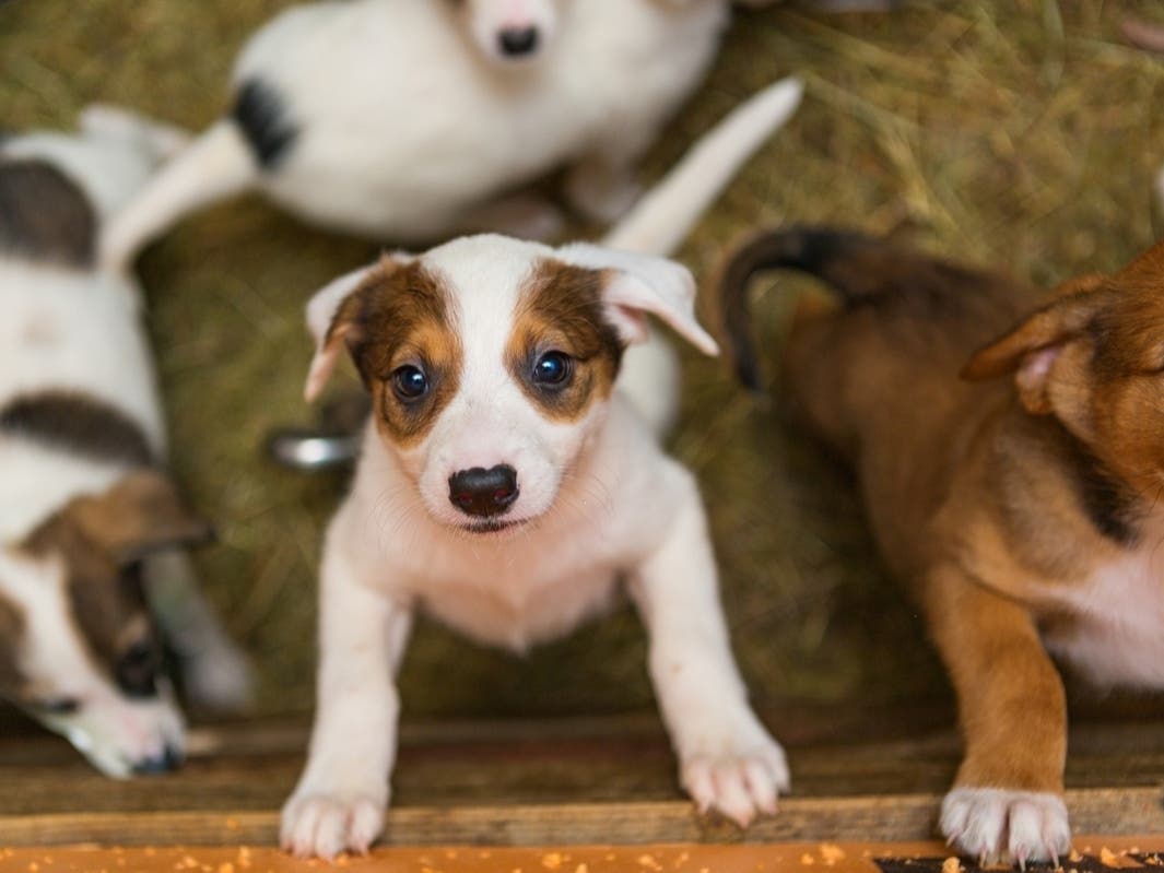 Animal Haven is one of the places near Hoboken where you can adopt a pet, volunteer, or donate to support those who care for homeless pets. 