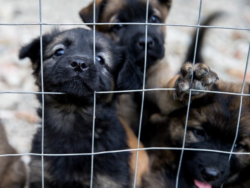 West Chester area animal shelters like LaMancha Animal Rescue take in and care for homeless animals all year. Spring is a time when they look for volunteers and hold more adoption events. 