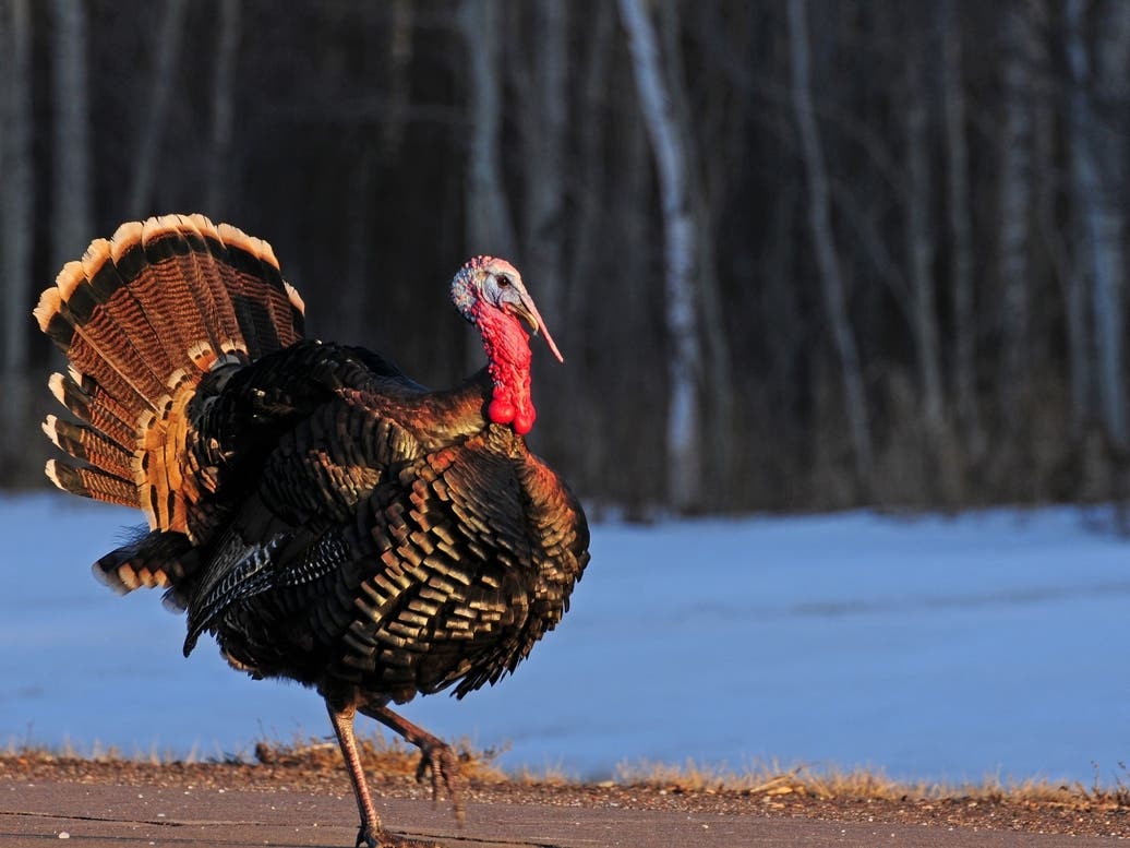 Petition Calls Killing Of Wild Wauwatosa Turkeys 'Unjust'