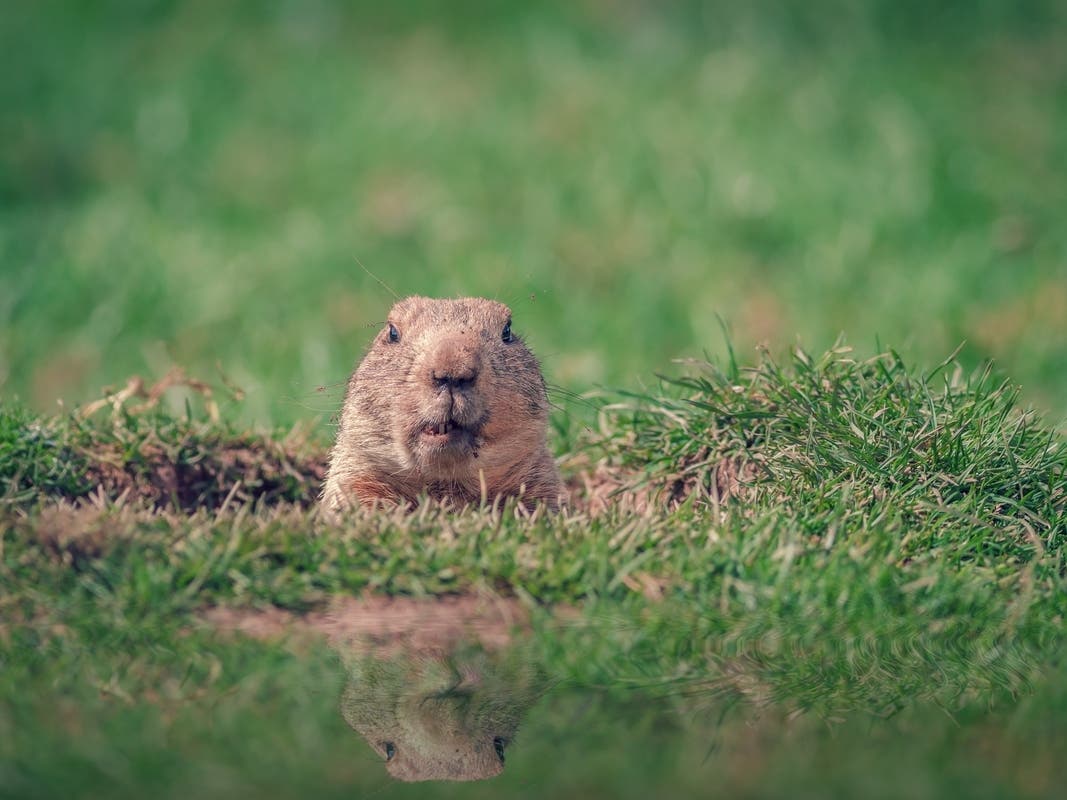 NJ's famous groundhog, Milltown Mel, has died. This year's Groundhog Day event now stands canceled.  