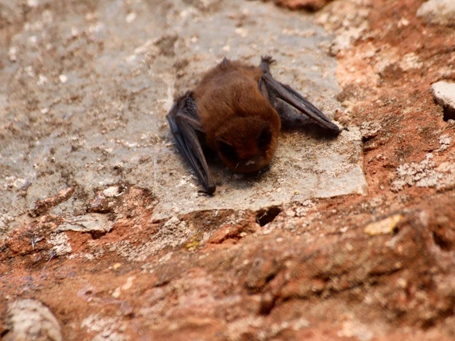 Bat Found Near Princeton School Playground Tests Positive For Rabies 