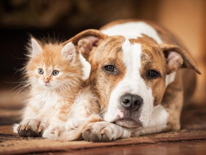 Instead of falling victim to one of the online scams involving pets, try making an adoption from one of the animal shelters in or near Midtown.