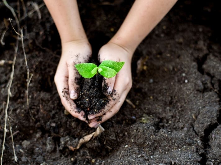 See how saving money on food in Marietta can be done in a gardening pot.