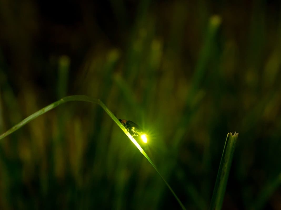 Fireflies are a staple of Virginia summers, but some experts believe that increased light pollution could be causing them to disappear.