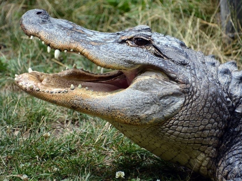 Woman Killed By Alligator While Gardening In South Carolina