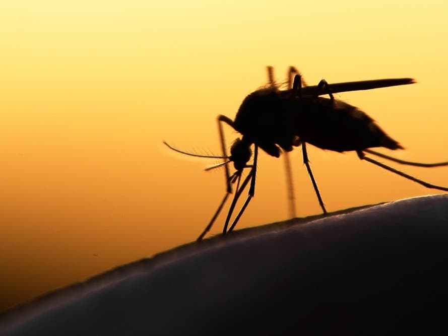 Mosquitoes Trapped In Greenwich Test Positive For West Nile Virus