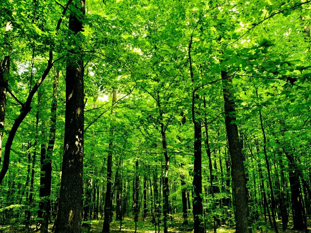 The state-owned Forest Exploration Center in Wauwatosa will be closed for part of mid-June as loggers remove trees impacted by the invasive emerald ash borer, state officials announced Thursday.